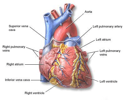 New York City Cardiology Care